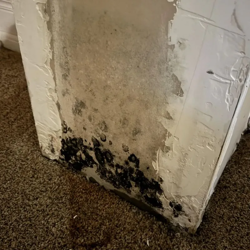 Professional Mold Removal in Carbondale, IL